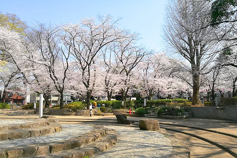 浦和で人気のお花見スポット 調公園 桜が園内を覆う姿は圧巻 Urawacity Net 浦和シティネット