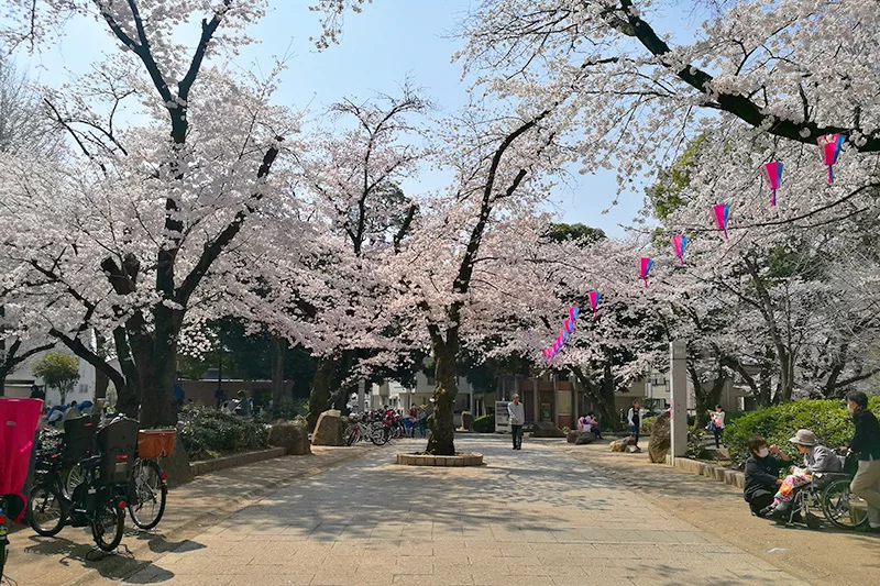浦和で人気のお花見スポット「調公園」桜が園内を覆う姿は圧巻 | Urawacity.net（浦和シティネット）