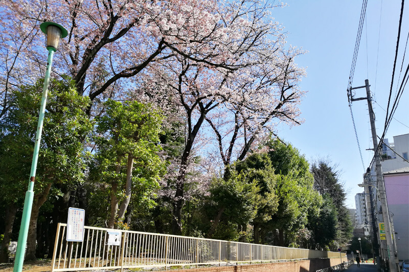 常盤公園の桜