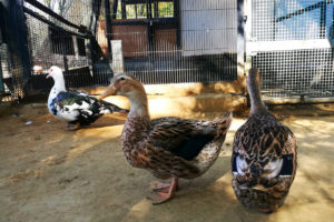 大崎公園内の子供動物園は6月1日から営業再開