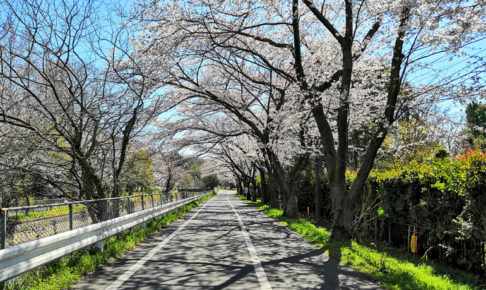 さいたま市が「見沼田んぼの桜回廊」を守るためクラウドファンディングを実施しています