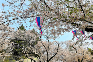 浦和で人気のお花見スポット「調公園」みごとな桜が園内を覆う姿は圧巻です