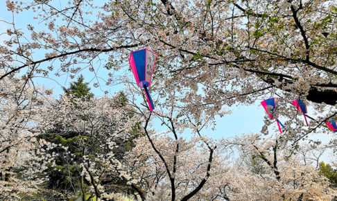 浦和で人気のお花見スポット「調公園」みごとな桜が園内を覆う姿は圧巻です