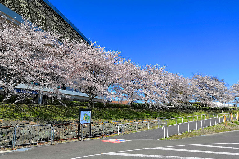 埼玉スタジアムの桜が綺麗なのでご覧ください