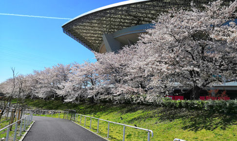 埼玉スタジアムの桜が本当に綺麗なのでご覧ください