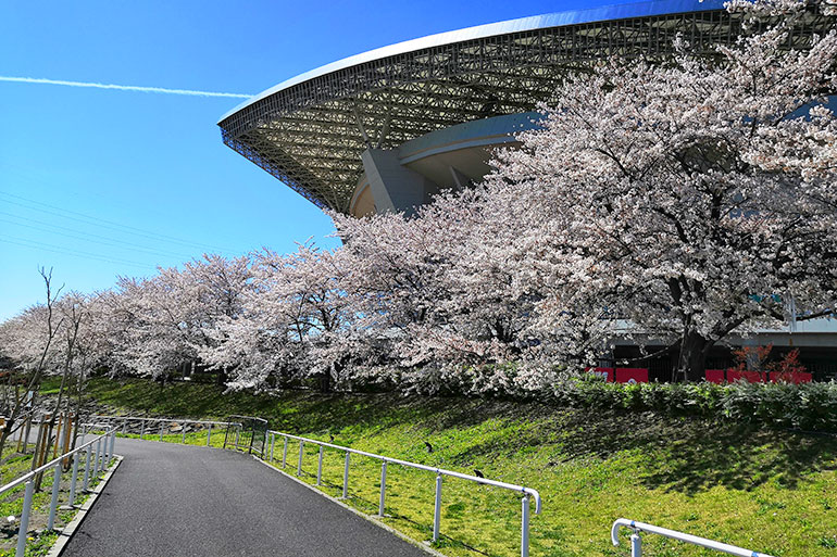 埼玉スタジアムの桜が本当に綺麗なのでご覧ください