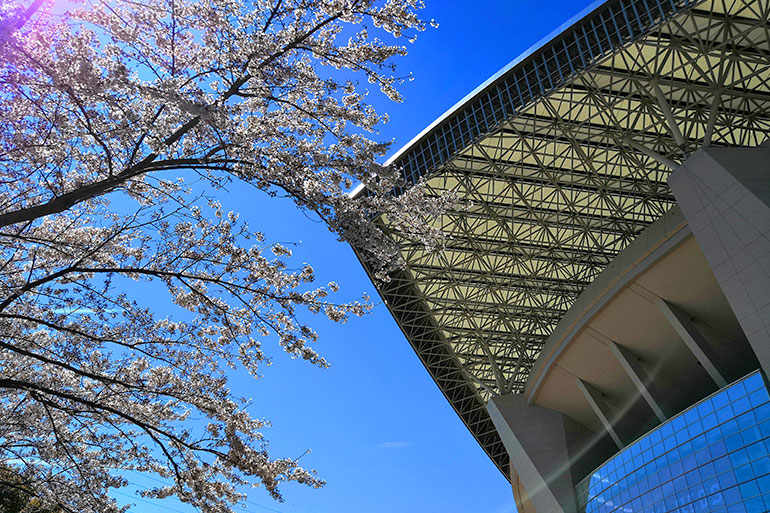 埼玉スタジアムの桜が綺麗なのでご覧ください