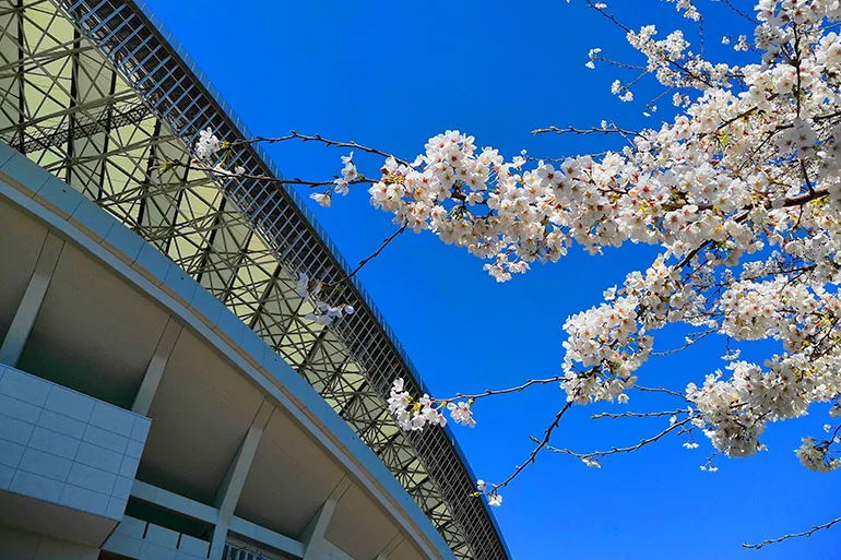 お花見 埼玉スタジアムの桜が本当に綺麗なのでご覧ください Urawacity Net 浦和シティネット