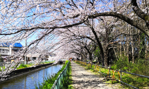 さいたま市が「見沼田んぼの桜回廊」を守るためクラウドファンディングを実施しています