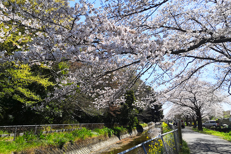日本一！「見沼田んぼの桜回廊」を歩く