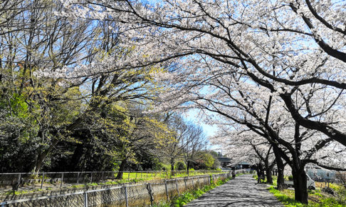 日本一！「見沼田んぼの桜回廊」を歩く