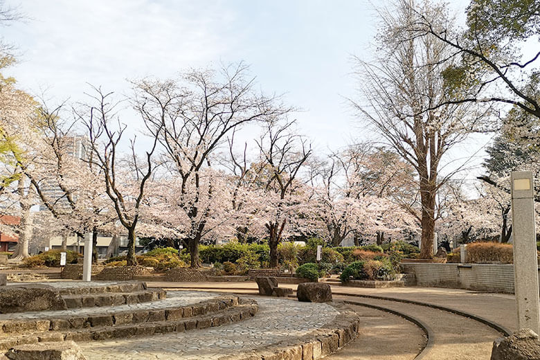 調公園の桜が満開間近、今週末が見頃かもしれない