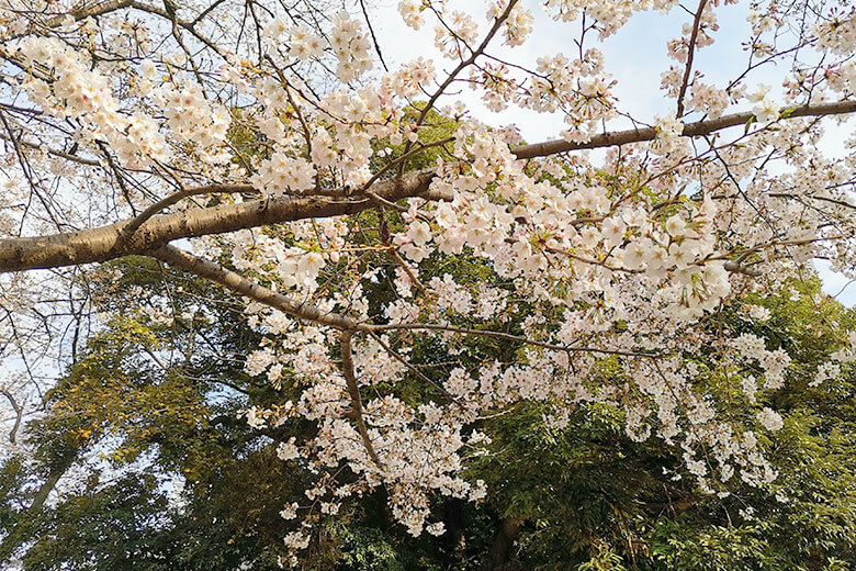 調公園の桜が満開間近、今週末が見頃かもしれない