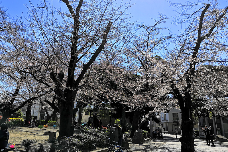 調公園の桜が咲き始め 自粛要請が出ているため花見客はなし
