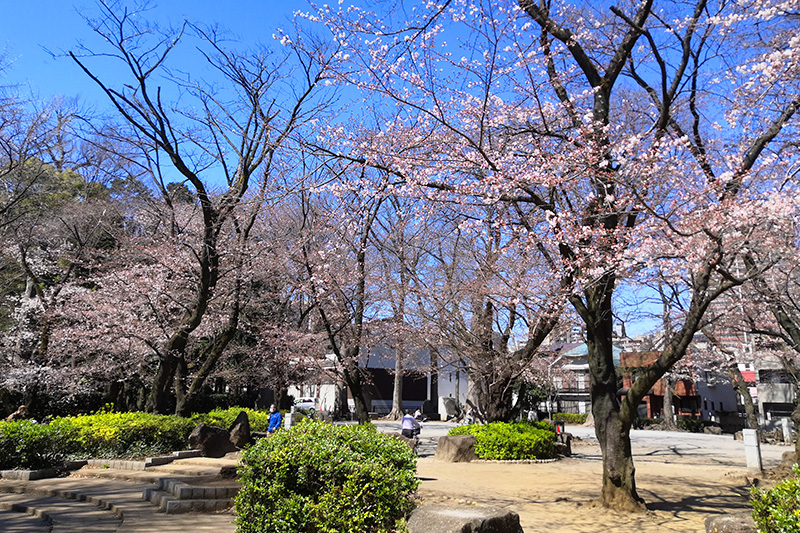 調公園の桜が咲き始め 自粛要請が出ているため花見客はなし