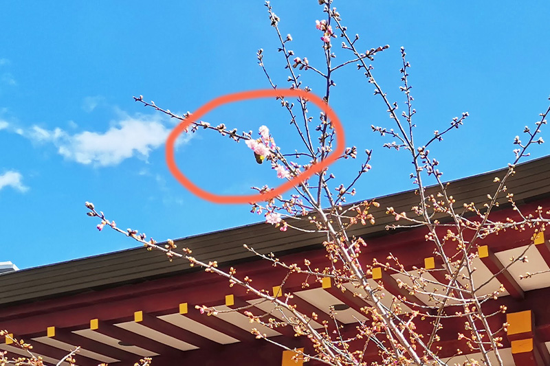 春まであと少し「玉蔵院」の梅と「大善院」の河津桜が咲き始めてきました