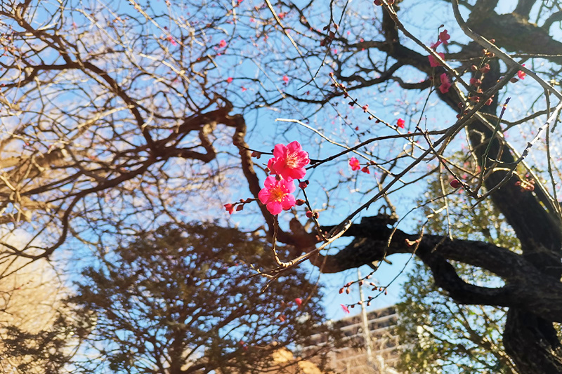 春まであと少し「玉蔵院」の梅と「大善院」の河津桜が咲き始めてきました