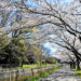 見沼田んぼの日本一長い桜回廊が未来につなぐためのクラウドファンディングを実施中